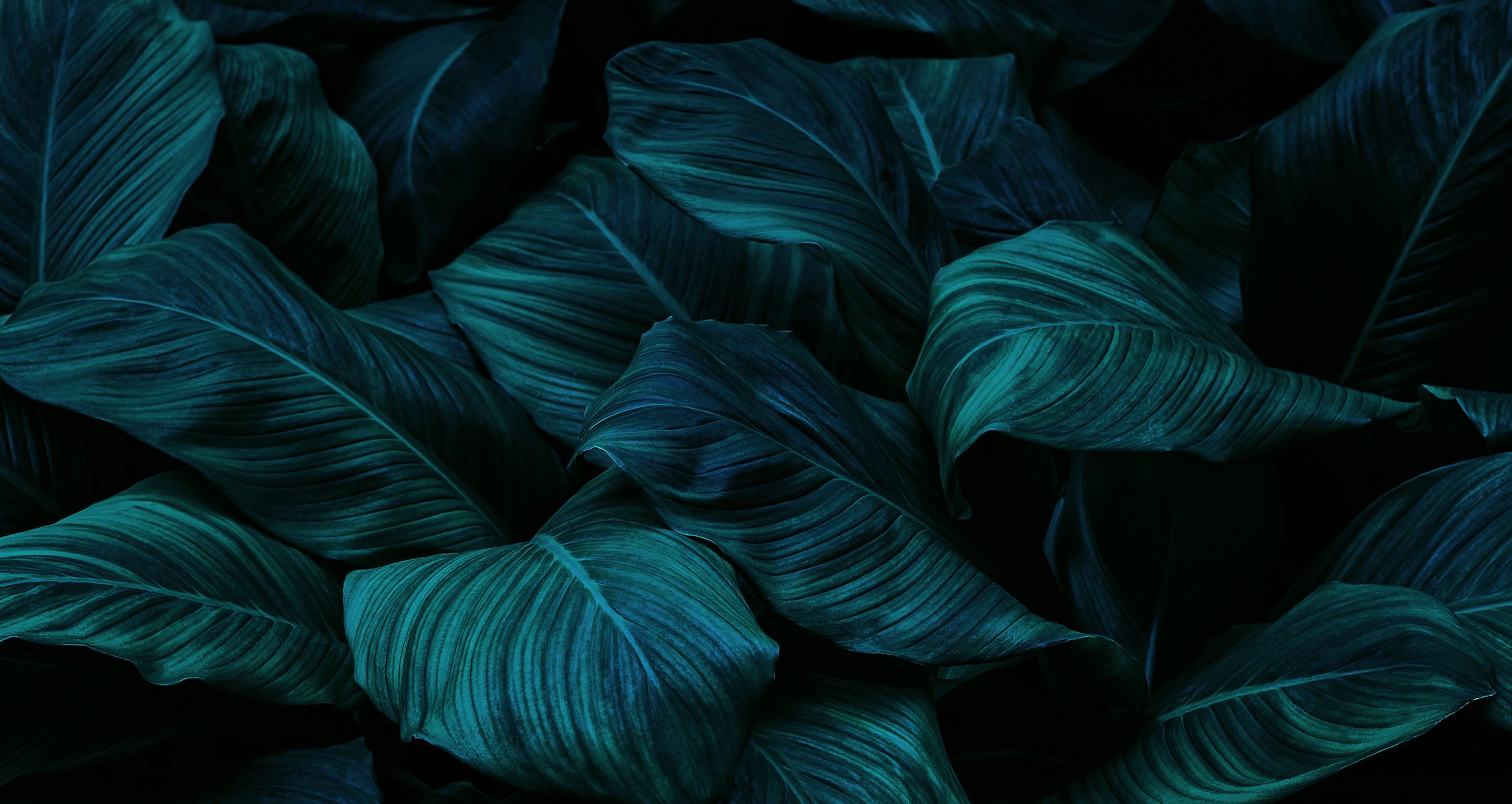 Westholme Estate Agents